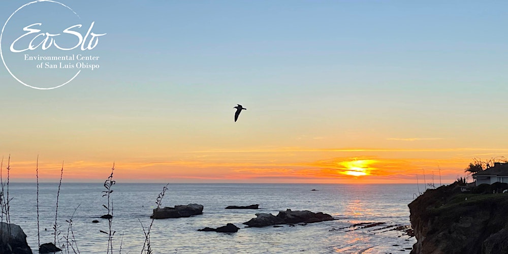 Make a Splash for the Planet: World Oceans Day Cleanup Event in Avila Beach