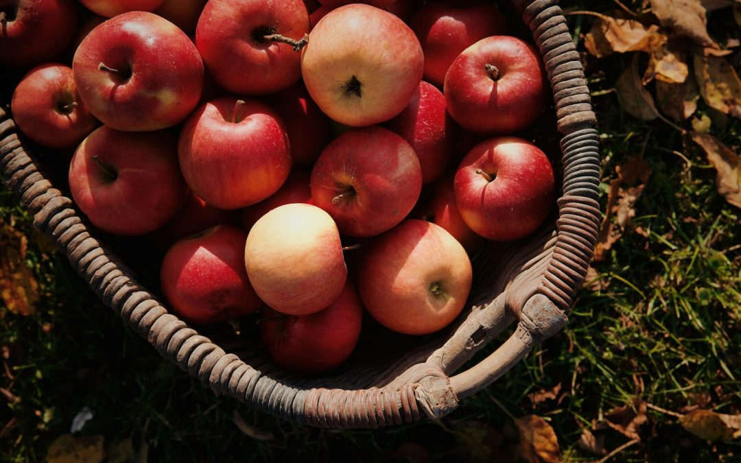 Apples, Cider, and a Dash of the Forbidden: Exploring Forbidden Fruit Orchards