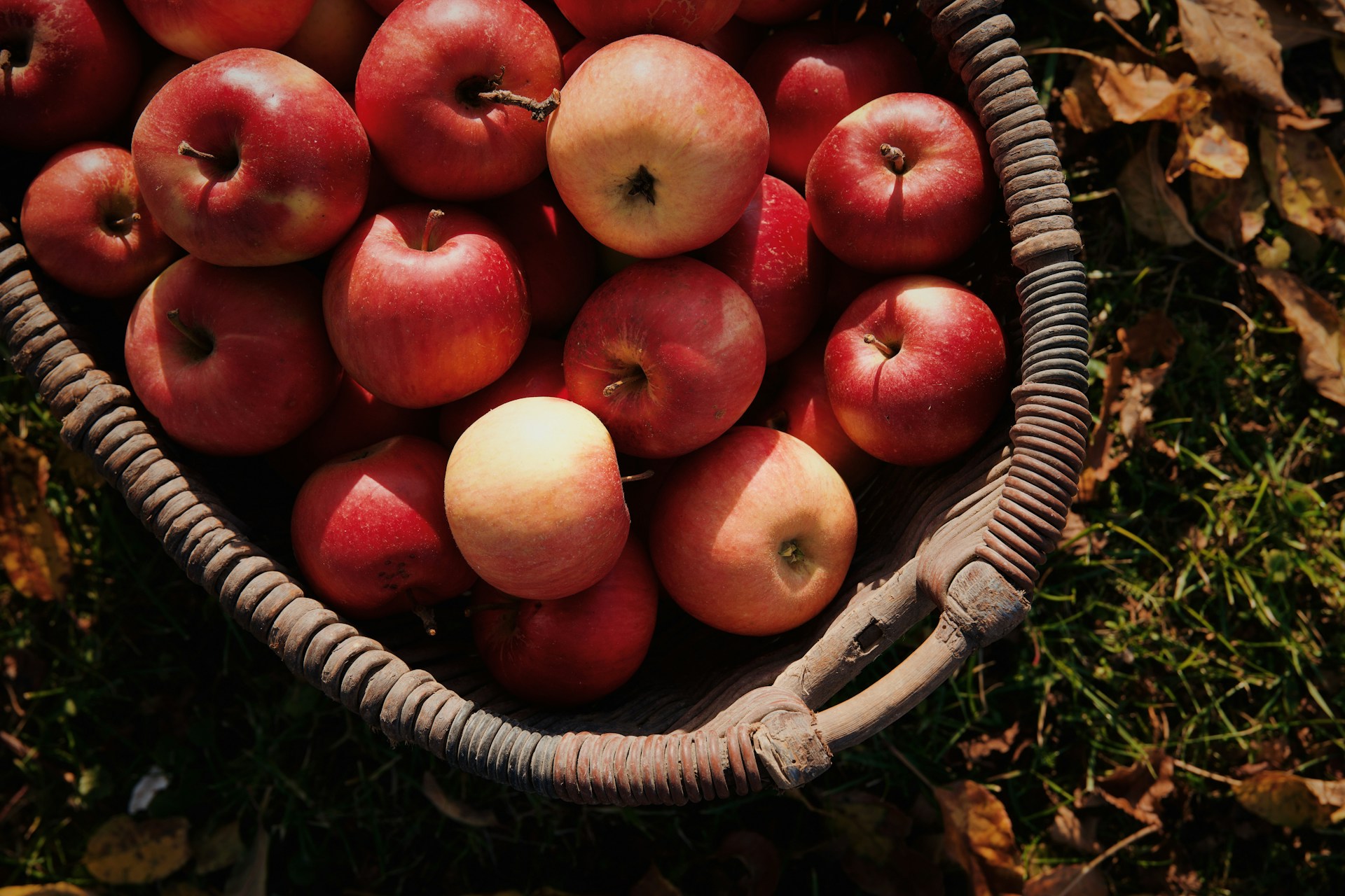 Apples, Cider, and a Dash of the Forbidden: Exploring Forbidden Fruit Orchards