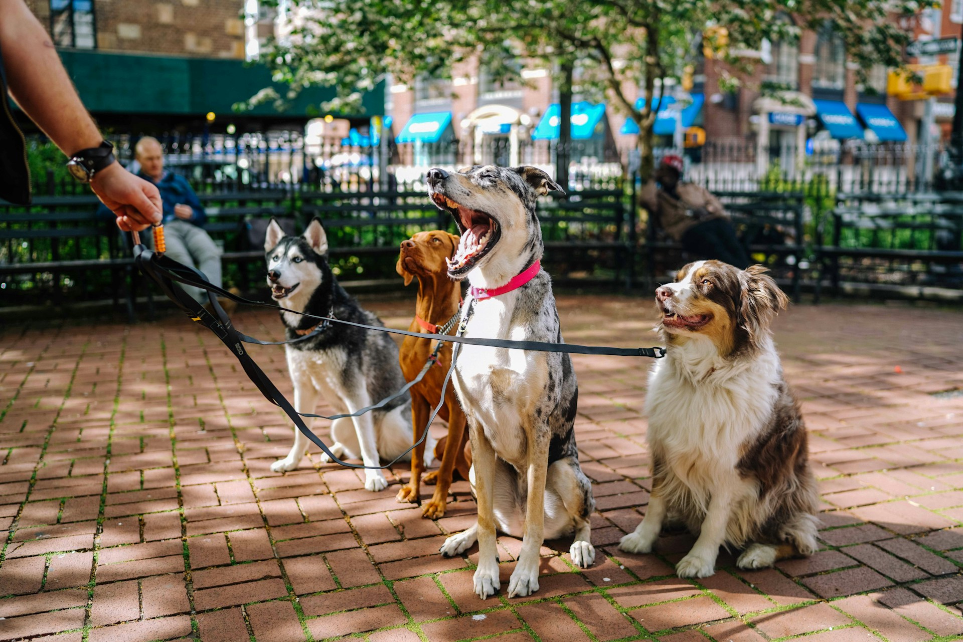 PawBoost: A Pet Detective's Best Friend in Orcutt, California