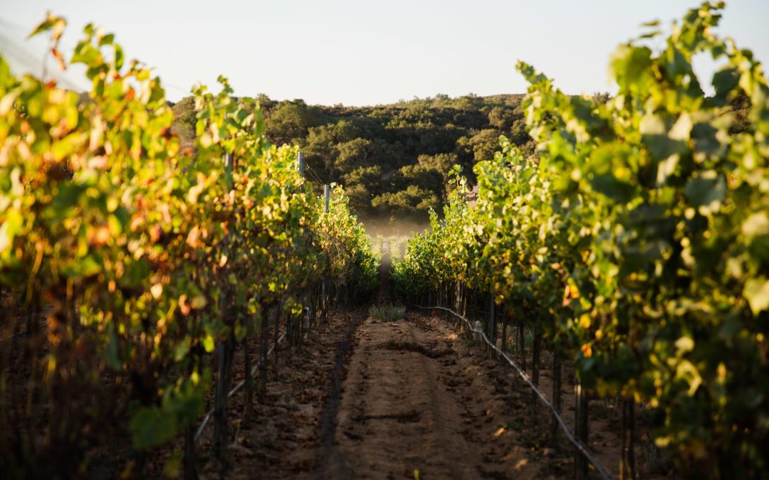 Presqu’ile Winery: Discover Santa Maria Valley’s Cool-Climate Wines