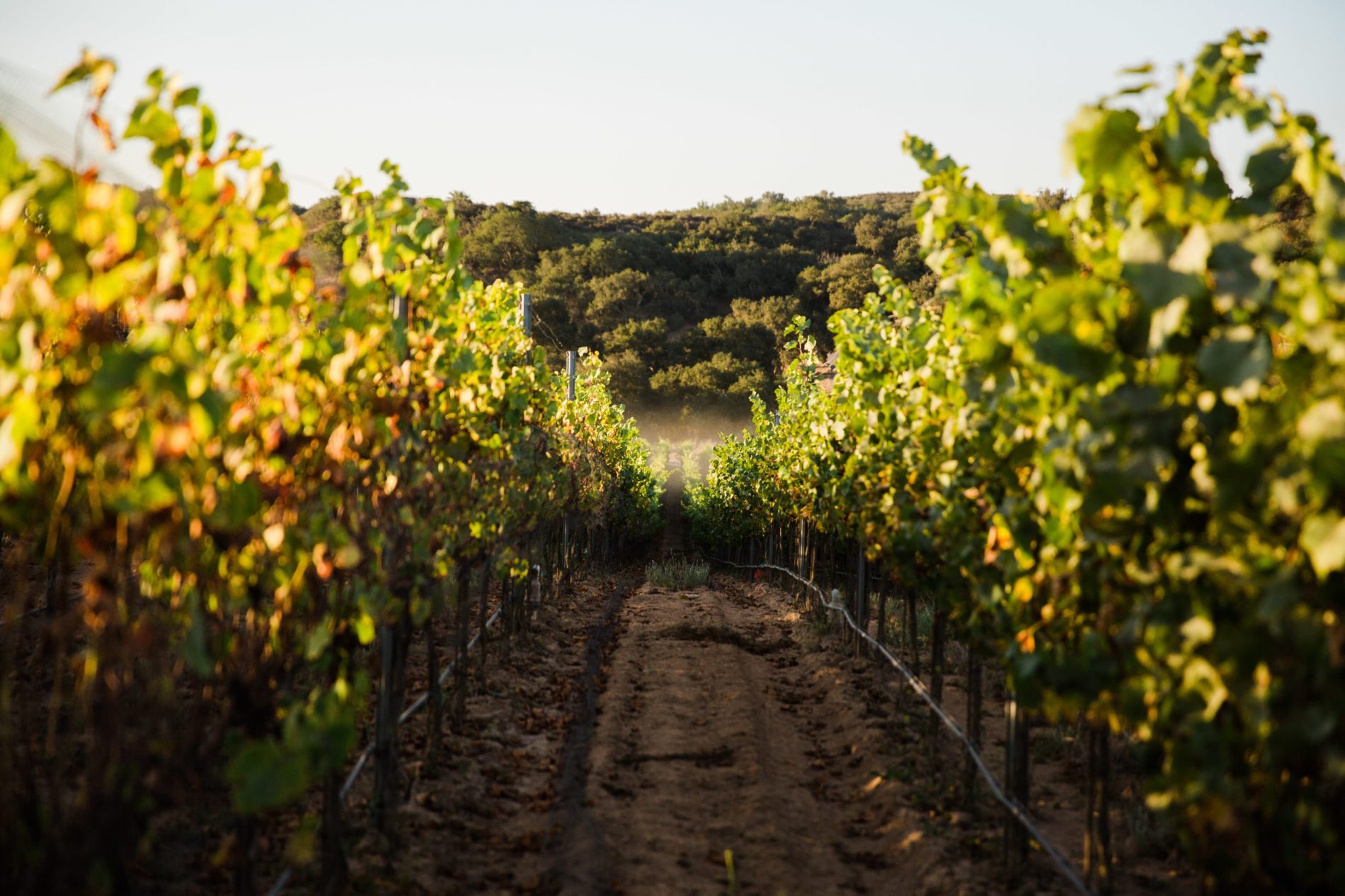 Presqu'ile Winery: Discover Santa Maria Valley's Cool-Climate Wines